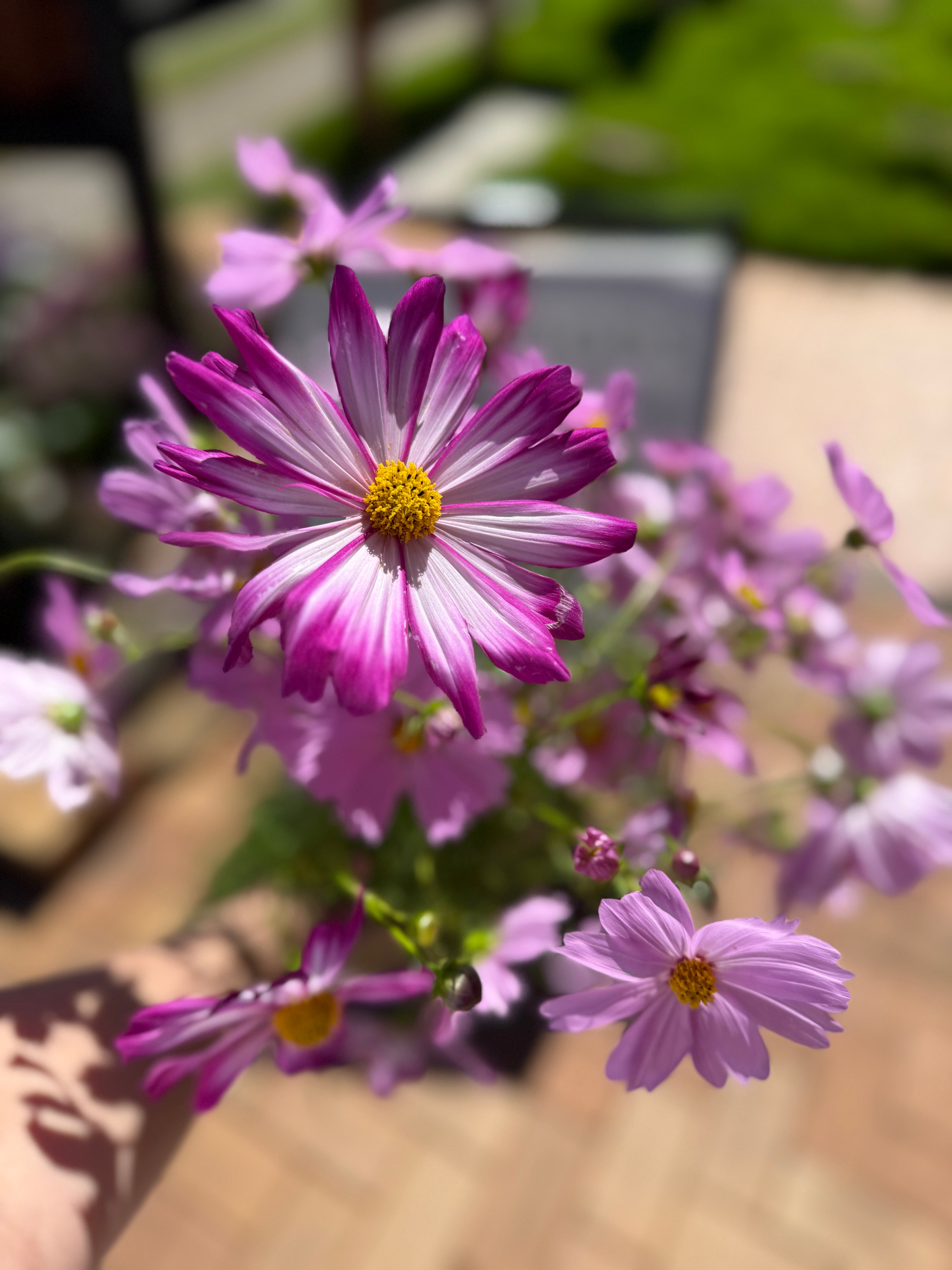 Daily Blooms