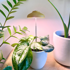 We The Wild Plant Care | Instant Sun Grow Lamp